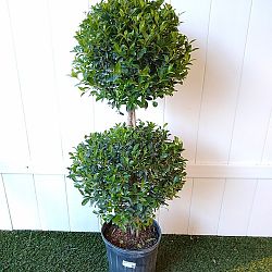 Eugenia 2-Ball Topiary Eugenia 2-Ball Topiary